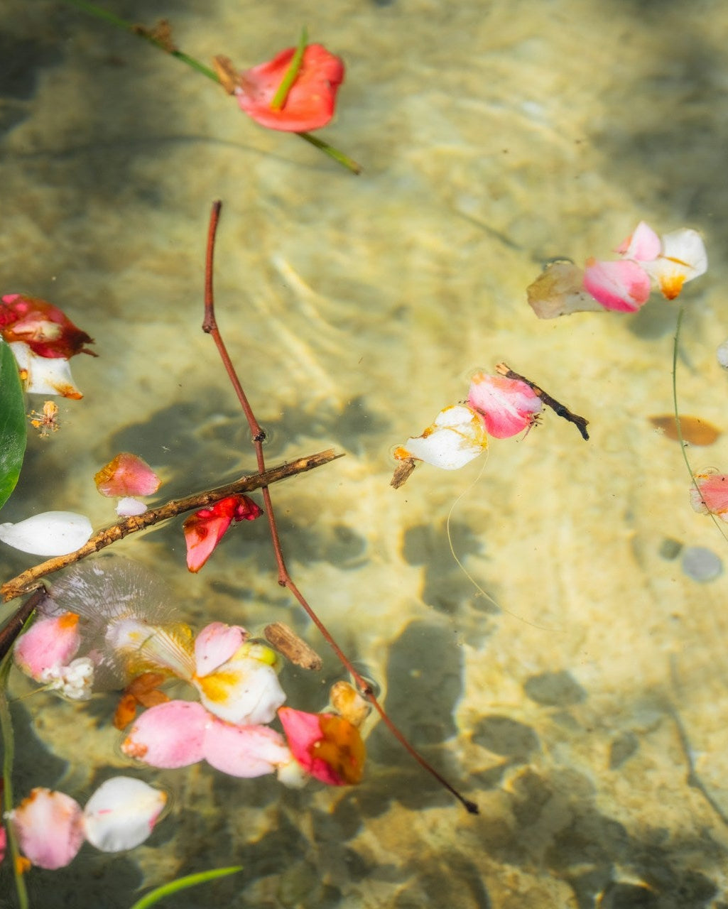 Colorful flowers floating on water with a blurred background